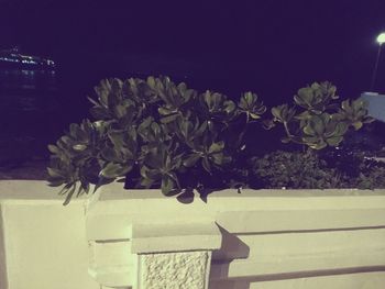 Close-up of potted plant at night