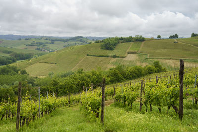 Scenic view of vineyard against sky