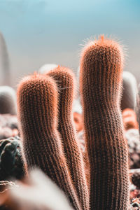 Close-up of cactus