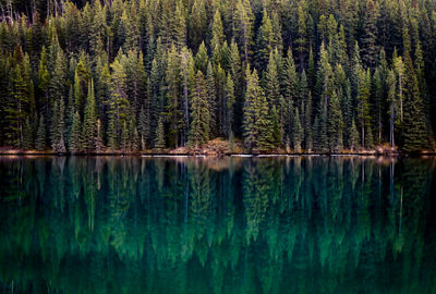 Reflection of trees in calm lake