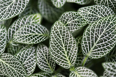 Full frame shot of succulent plant leaves