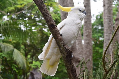 Bird perching on a tree