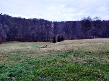 Trees on field against sky