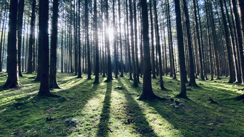 View of trees in forest