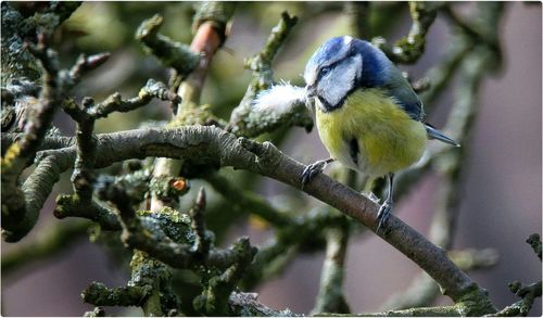 Bird perching on tree trunk