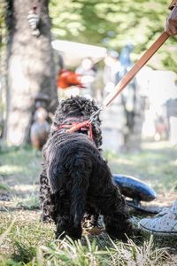 Portrait of black dog