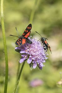 Close-up of butterfly pollinating on purple flower