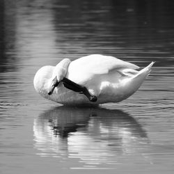 Swan in lake
