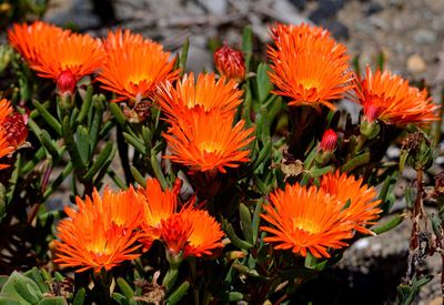 Close-up of orange flowers