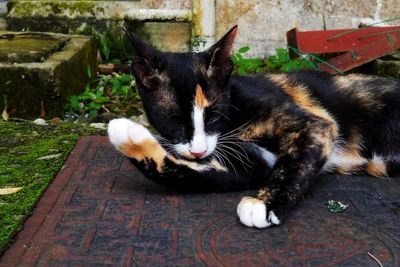 Close-up of cat resting outdoors