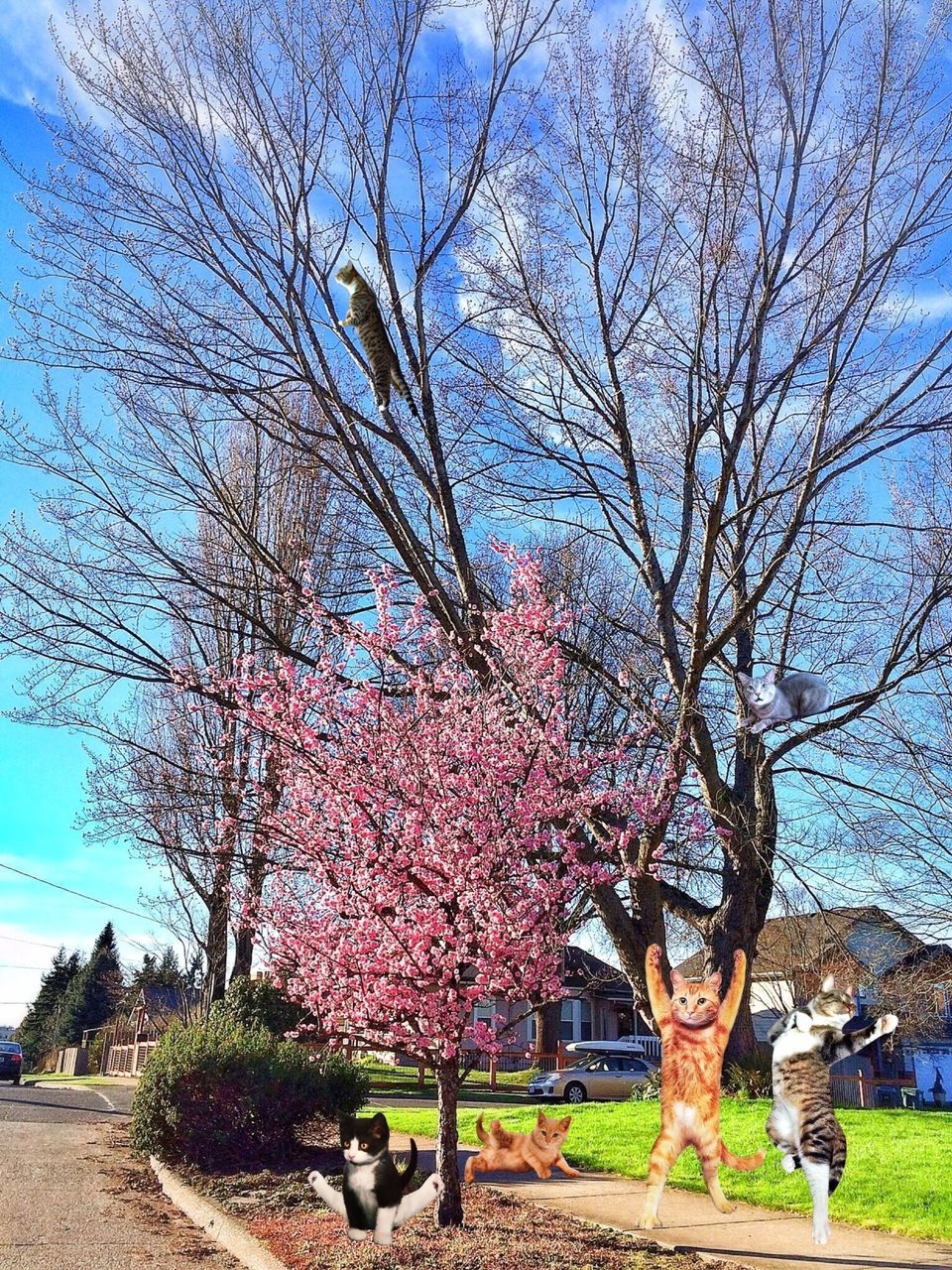 tree, branch, bare tree, flower, sky, growth, nature, park - man made space, cherry tree, building exterior, tree trunk, day, person, beauty in nature, grass, cherry blossom, blossom, sunlight, built structure