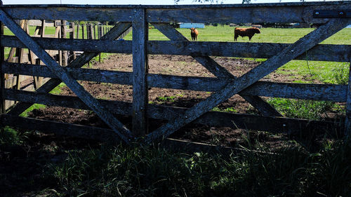 Close-up of wood on field