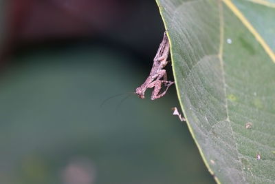 Close-up of insect on leaves