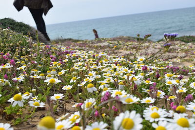 Close-up of flowers by sea