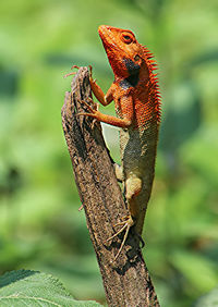 Close-up of lizard on tree