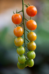 Close-up of cherry tomatoes growing on plant