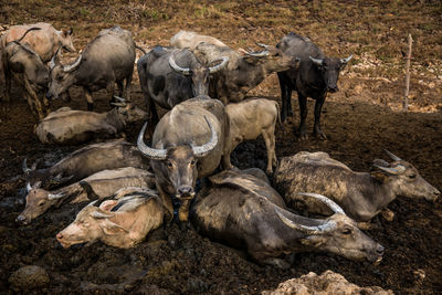 Group of buffalo