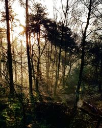 Trees in forest