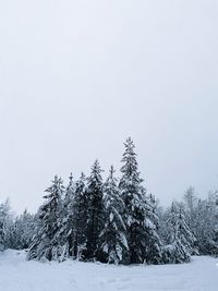 Trees on field against clear sky during winter