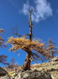 Low angle view of tree against sky