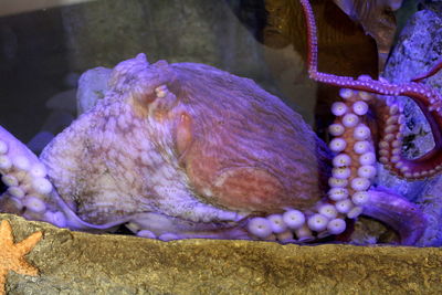 Close-up of crab