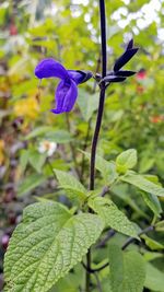 Close-up of bumblebee on purple flower