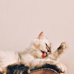 Cat lying on wall