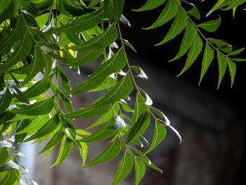 Close-up of green neem leaves on plant