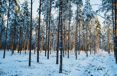 Trees in forest