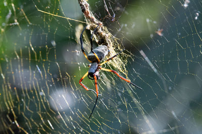 Close-up of spider and web