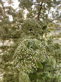 Close-up of white flowering plant