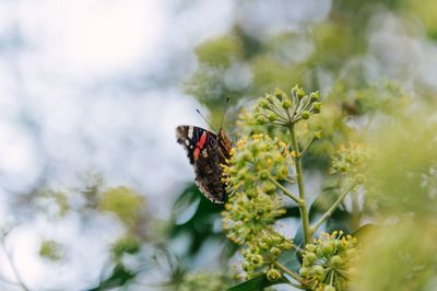 Close-up of butterfly perching on flower