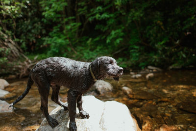 Dog standing on rock shaking off