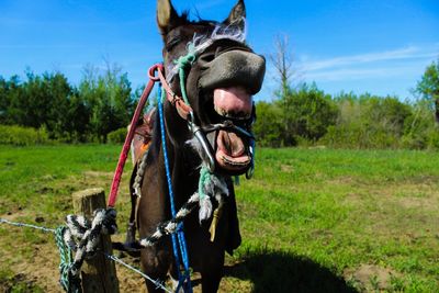 Close-up of horse with open mouth standing on field