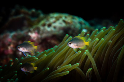 Fish swimming in sea