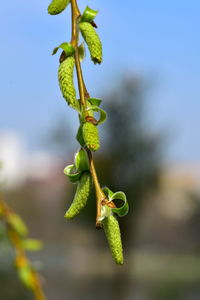 Close-up of fruit on plant