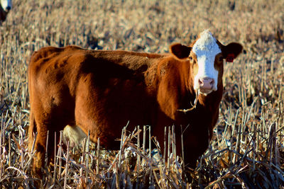 Portrait of a simmental heifer in a corn stubble field