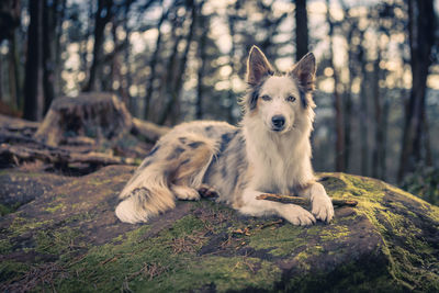 Portrait of dog