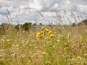 Yellow flowering plants on field