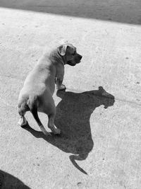 High angle view of dog sitting on sand