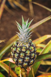 Close-up of fruit growing on plant