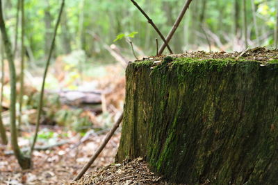 Close-up of tree stump on field