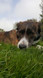 Portrait of dog on grass