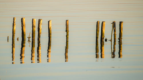 wood
