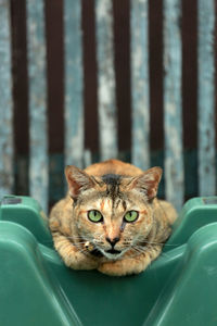 Portrait of tabby cat sitting on car