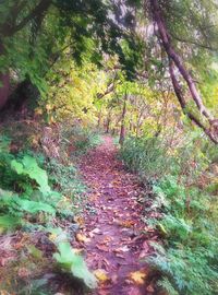 Trees in forest