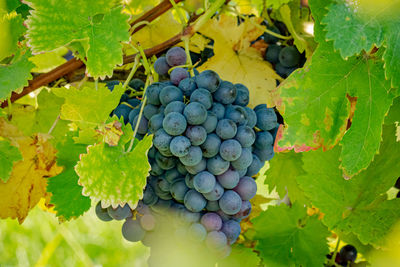 Close-up of grapes growing in vineyard