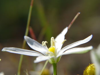 Close-up of white flowers blooming outdoors