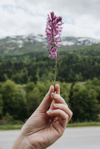 Hand holding purple flower outdoors in mountains