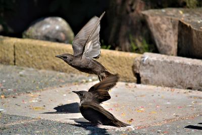 Pigeon flying